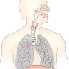 Natural Allergy inhalation